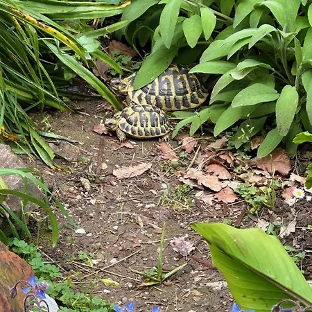 Forest Hideout 4* Cefalu