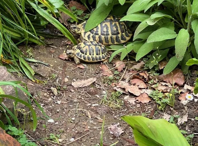 Forest Hideout 4* Cefalù